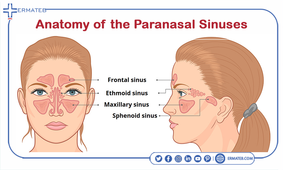anatomy of the paranasal sinuses